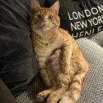 Russell Brand Instagram - March dump except it's all animals🐾