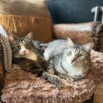Russell Brand Instagram - March dump except it's all animals🐾