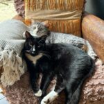 Russell Brand Instagram - March dump except it's all animals🐾