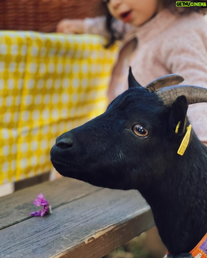 Sara Prata Instagram - Mesmo aqui ao lado e nós não conhecíamos ♥️🌿 Tivemos um dia em grande e sem saber muito bem ao que íamos. Acabámos por descobrir os animais da quinta, os burros, as cabras, as ovelhas e tantos outros ao longo do caminho, fizemos uns 3/4 picnics (que isto de andar ao ar livre no meio da natureza dá fome), explorámos o trilho do Cuquedo sem apanhar nenhum susto porque a criançada nunca nos deixou parar no mesmo lugar 😂😂, e ainda alugámos bicicletas elétricas com atrelado para passear nos 380 hectares de natureza. Pelo meio tivemos direito a “descansar as pernas” num pedacinho de terra idílico, cheio de cavalos selvagens 🌿♥️ Que programinha perfeito. Fica a dica, e é de guardar: • Quinta do Pisão 😍