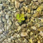 Sedef Avci Instagram - Güzeldi…🌻 İçimize soğuk bir su serptin be Akyaka. Artık dönüş zamanı…☀️