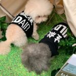 Selena Lee Instagram - I’m so lucky to have Snowy and Naughty bless my life with so much love, joy, and happiness. Never easy to say Goodbye, see you in the next life, my lovely angels. Miss you both. Thank you for being in my life. 下一世，一定要做我親人。❤️ 感恩在我生命中遇上你們。 #RIP #Angels