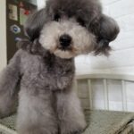 Selena Lee Instagram - I’m so lucky to have Snowy and Naughty bless my life with so much love, joy, and happiness. Never easy to say Goodbye, see you in the next life, my lovely angels. Miss you both. Thank you for being in my life. 下一世，一定要做我親人。❤️ 感恩在我生命中遇上你們。 #RIP #Angels