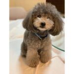 Selena Lee Instagram - I’m so lucky to have Snowy and Naughty bless my life with so much love, joy, and happiness. Never easy to say Goodbye, see you in the next life, my lovely angels. Miss you both. Thank you for being in my life. 下一世，一定要做我親人。❤️ 感恩在我生命中遇上你們。 #RIP #Angels