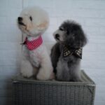 Selena Lee Instagram - I’m so lucky to have Snowy and Naughty bless my life with so much love, joy, and happiness. Never easy to say Goodbye, see you in the next life, my lovely angels. Miss you both. Thank you for being in my life. 下一世，一定要做我親人。❤️ 感恩在我生命中遇上你們。 #RIP #Angels