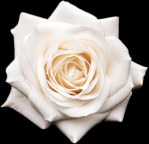 Selena Quintanilla Instagram - Remembering an extraordinary life, her gift of music and her everlasting legacy. Selena continues to inspire us all. Forever in our hearts. 💜 Recordando una vida extraordinaria, su don de la música y su legado eterno. Selena continúa inspirándonos. Por siempre en nuestros corazones.