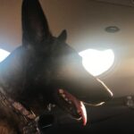Shannen Doherty Instagram - Simply the best. #nationaldogday