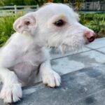 Shanola Hampton Instagram - So I hear it’s #nationaldogday! The perfect day to show off our gift from the HEAVENS!! Lulu! #Pandemicpup #perfectpup #rescue @shelterhope_petshop