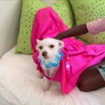 Shanola Hampton Instagram - So I hear it’s #nationaldogday! The perfect day to show off our gift from the HEAVENS!! Lulu! #Pandemicpup #perfectpup #rescue @shelterhope_petshop