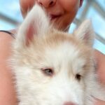 Shefali Shah Instagram - He came to us 4 years ago on my birthday as my birthday gift and he’s the best gift anyone could ever receive. My third baby #Simba, he was the bright spot in an otherwise dark world during Covid. I believe kids choose their parents, Simba chose us and we couldn’t have been luckier. With his soulful eyes filled with wisdom and a face of a baby he blessed us with so much love. We were destined to be his parents filling us with unconditional abundant love, licks, snuggles, kisses and of course hair. Like you can’t put in words what you feel for your kids I can’t explain well enough what I feel for him. All I can say is our day starts and ends with him, he’s added soooo much happiness in our life. He’s just THUTHUTHUTHUTHUTHU @aryamanshah @maurya___02 @ashandsimba