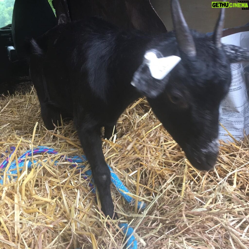 Sheri Moon Zombie Instagram - Our goat friend Claire came to live with us about a year and a half ago after our pals at @peta gave us a call and said they hoped we could take her in. This is the first photo I took of Claire’s arrival in the PETA van all the way from N Carolina. She was very skinny, a bag of bones and had a missing hoof. We fell in LO🖤E with baby Claire instantly. In order for her to join our existing herd of 3 we had to #quarantine Claire for 10 days. She eventually joined the herd and they all get along. She is such an affectionate love bug. The videos are her now, plumpy and jumpy!!! She loves running, jumping and doing fun twists. #claire #peta #goatfriends