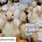 Sheri Moon Zombie Instagram - #Repost @mercyforanimals ・・・ Turkeys like Cherry deserve so much better. 🦃 I’ll be making a plant based Thanksgiving day meal for sure💛 #vegan #plantbased #mercyforanimals #loveturkeysdonteatthem #veganzombie #thankful Narrated by #BearBluSilverstone.