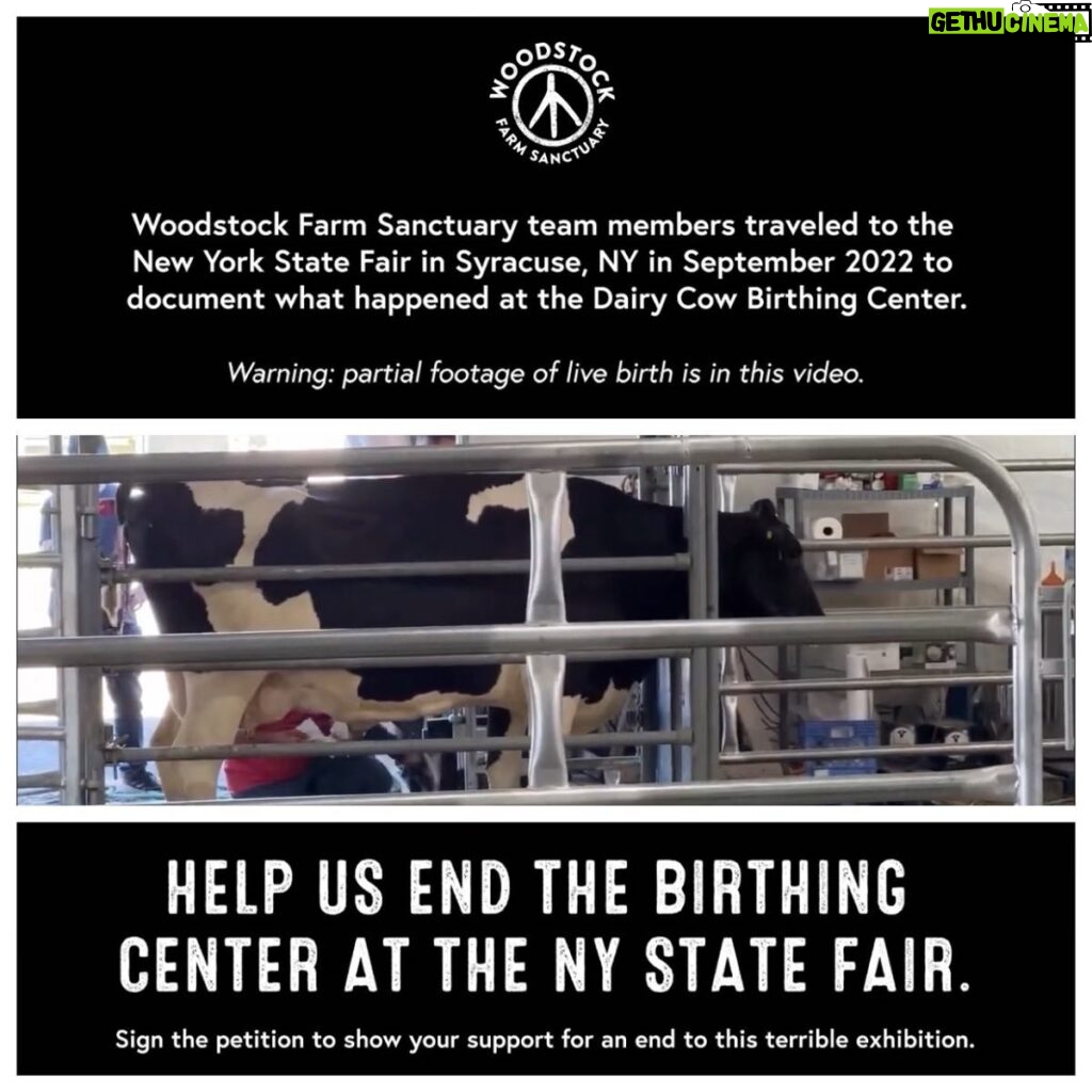 Sheri Moon Zombie Instagram - Please help to stop the “Birthing Center Side Show” at the NY State Fair by signing the petition. Link in bio. #woodstockfarmsanctuary #lovecows #stopexploitinganimals ❤️ 🐮