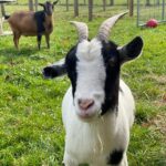 Sheri Moon Zombie Instagram - Goat Family! MaryAnn (pic1) basking in the autumn afternoon and Ginger (pic2) (with Randy photobombing) feeling fancy free chewing on some grass. Love being able to give these gentle goofballs a safe place to call home. #goats #goatlove #rescuegoats #sistergoats