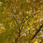 Sheri Moon Zombie Instagram - Happy Fall 🍁 #ilovefoliage #leaves #autumnvibes🍁