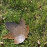 Sheri Moon Zombie Instagram - All the leaves are brown...Leaf tray made by me. #feelingautumn #fallvibes #pottery #handbuiltpottery