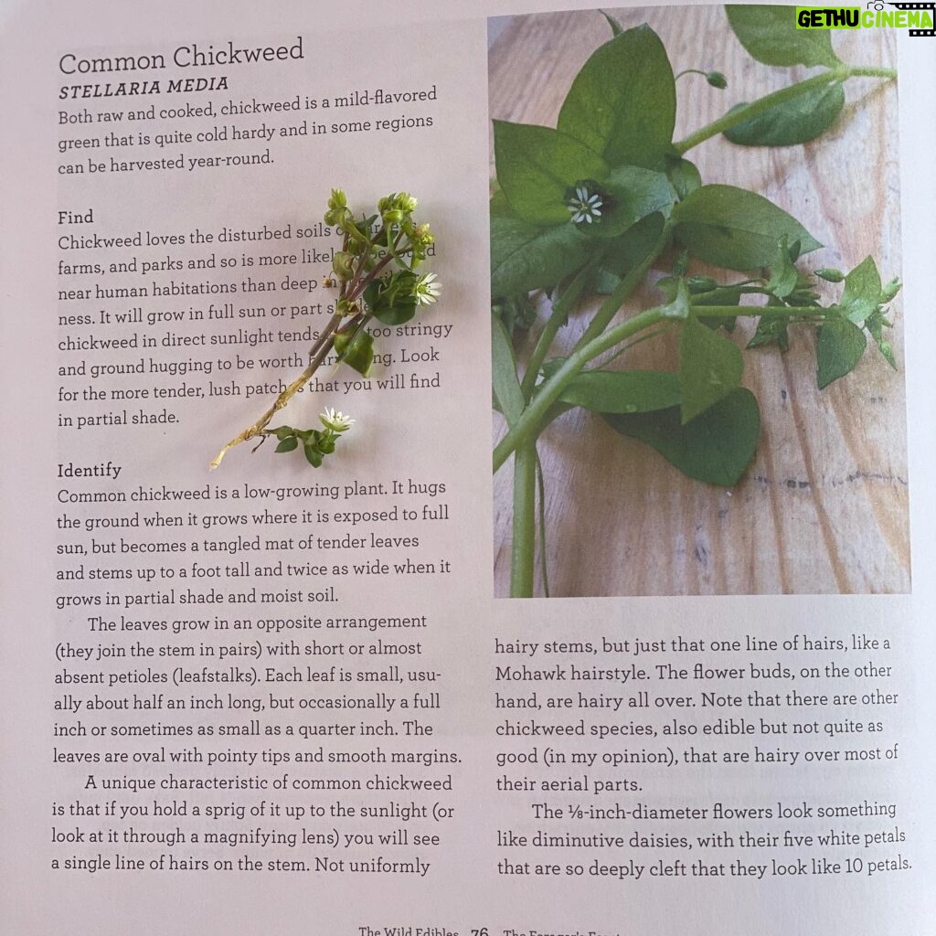 Sheri Moon Zombie Instagram - Now you’d think I would already know about chickweed a. Because I’m a chick and b. Weed. ✌🏼I found this wild edible right around my garden bed and simply topped my mashed yams with this mild tasty green!!! #veganyams #chickweed #wildgreens #forage #nolivechickswereharmed