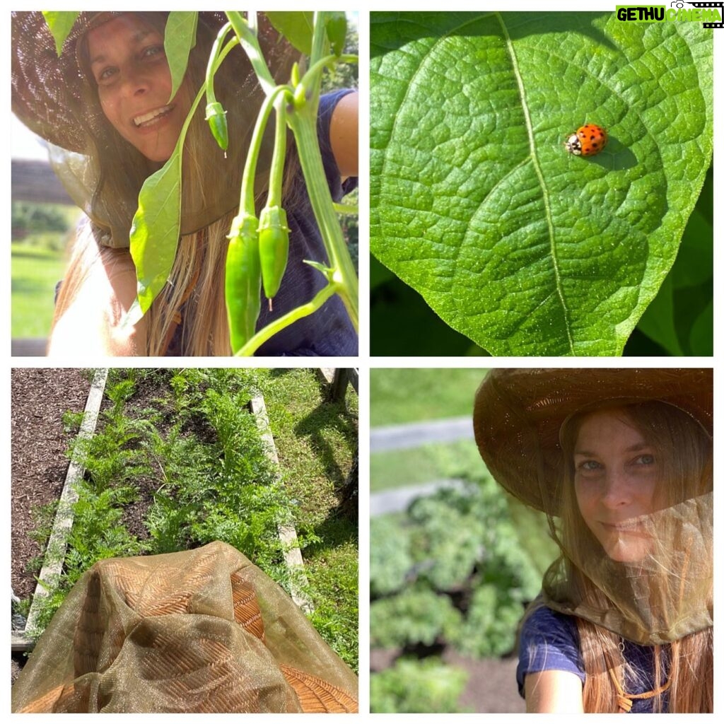 Sheri Moon Zombie Instagram - It’s September and my garden is a plenty💚 #ladybug #kale #greenbeans #hungarianpaprikapeppers 💚 #organicgarden #hatnetmusthave #carrots🥕