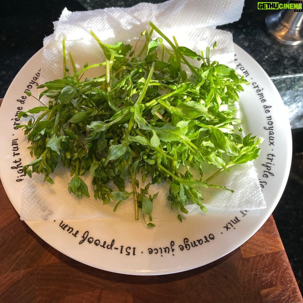 Sheri Moon Zombie Instagram - Now you’d think I would already know about chickweed a. Because I’m a chick and b. Weed. ✌🏼I found this wild edible right around my garden bed and simply topped my mashed yams with this mild tasty green!!! #veganyams #chickweed #wildgreens #forage #nolivechickswereharmed