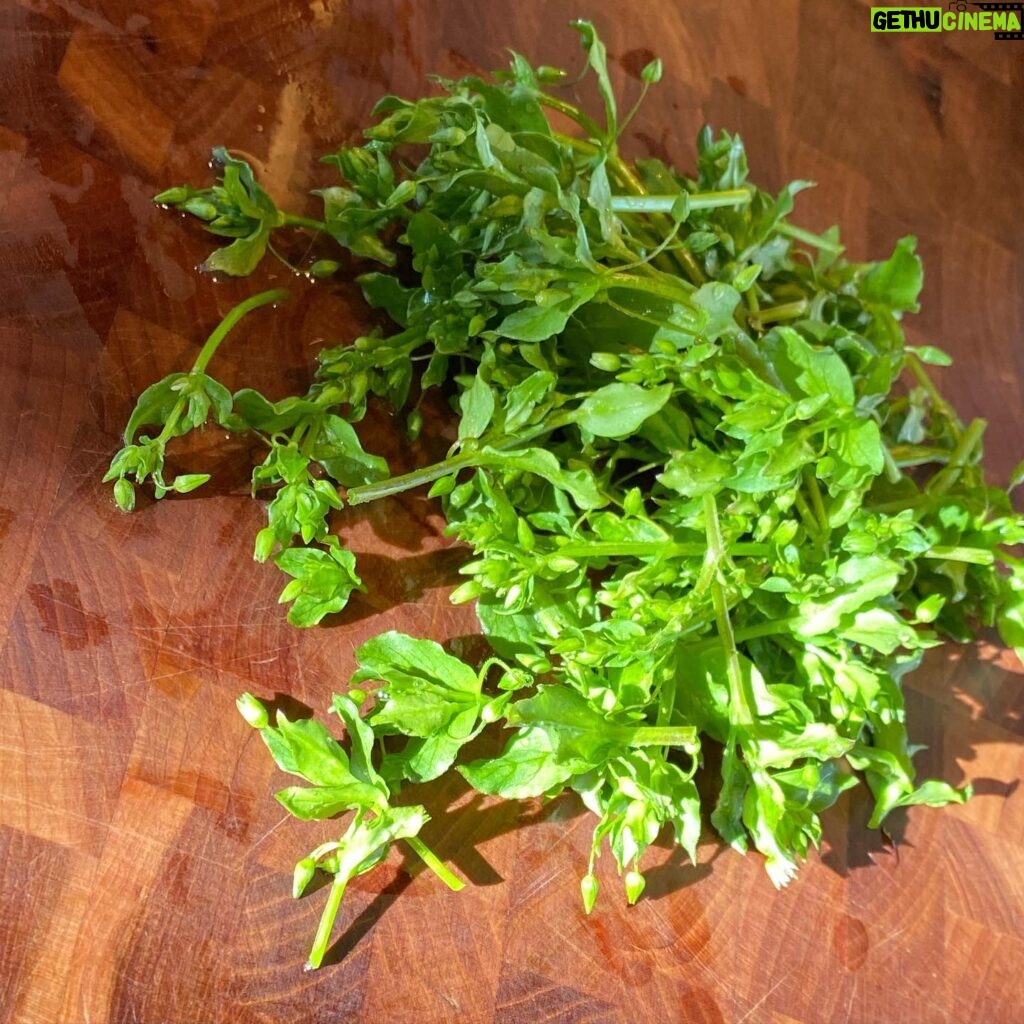 Sheri Moon Zombie Instagram - Now you’d think I would already know about chickweed a. Because I’m a chick and b. Weed. ✌🏼I found this wild edible right around my garden bed and simply topped my mashed yams with this mild tasty green!!! #veganyams #chickweed #wildgreens #forage #nolivechickswereharmed