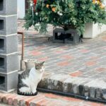 Shin Hyun-been Instagram - 🐈🐈🐈