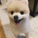 Shiori Sato Instagram - . どうにもこうにもわたしは、 はなのぺろんにきゅんとしてしまいます🐶 このぺろんを撮るためにはとんでもない数の連写が必要なのですが 見返した時に、アルバムがはなでいっぱいになるのも それもまた幸せな光景です🥰 いつもの笑顔と、なんだかおもしろい不満げな表情も♡