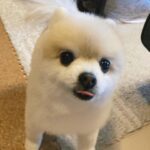 Shiori Sato Instagram - . どうにもこうにもわたしは、 はなのぺろんにきゅんとしてしまいます🐶 このぺろんを撮るためにはとんでもない数の連写が必要なのですが 見返した時に、アルバムがはなでいっぱいになるのも それもまた幸せな光景です🥰 いつもの笑顔と、なんだかおもしろい不満げな表情も♡