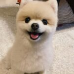Shiori Sato Instagram - . どうにもこうにもわたしは、 はなのぺろんにきゅんとしてしまいます🐶 このぺろんを撮るためにはとんでもない数の連写が必要なのですが 見返した時に、アルバムがはなでいっぱいになるのも それもまた幸せな光景です🥰 いつもの笑顔と、なんだかおもしろい不満げな表情も♡