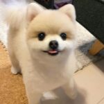 Shiori Sato Instagram - . どうにもこうにもわたしは、 はなのぺろんにきゅんとしてしまいます🐶 このぺろんを撮るためにはとんでもない数の連写が必要なのですが 見返した時に、アルバムがはなでいっぱいになるのも それもまた幸せな光景です🥰 いつもの笑顔と、なんだかおもしろい不満げな表情も♡