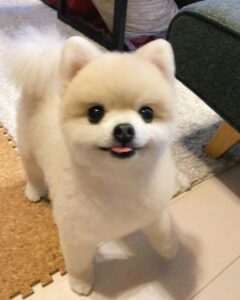 Shiori Sato Instagram - . どうにもこうにもわたしは、 はなのぺろんにきゅんとしてしまいます🐶 このぺろんを撮るためにはとんでもない数の連写が必要なのですが 見返した時に、アルバムがはなでいっぱいになるのも それもまた幸せな光景です🥰 いつもの笑顔と、なんだかおもしろい不満げな表情も♡