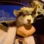 Shreema Bhattacherjee Instagram - Stay with me ❤️🐾 @coconjulie #life #coco #husky #blessed #loveyourself #unconditionallove