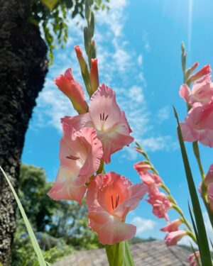 Shristi Shrestha Instagram - 🌸🍃 @pulchowk3 💖
