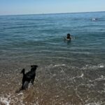Silvia Abril Instagram - Queda inaugurado el primer baño del año 🌊 Balú está dudando si meterse 🐕🖤