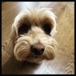 Simon Pegg Instagram - Cookie is utterly distraught at the big tech companies for refusing to fairly compensate the very people that generate their enormous revenues. Speaking to her colleague, Willow earlier today, Cookie was heard to exclaim, “This is the inevitable consequence of late capitalist opportunism.” To which Willow replied, “Yeah, fuck those greedy fuckers.” #sagaftra #sagaftrastrong #sagaftrastrike #wgastrong #wgastrike