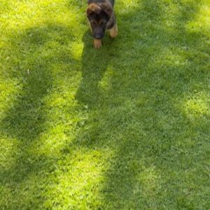 Sofía Suescun Instagram - Seguramente al ver la primera foto lo primero que se te viene a la cabeza es: ‘’qué monos!!!, ayy por favor!!! quiero ese perrito…. Blablabla’’ eso le pasó al perro que veis en la foto 6 y ayer acabó abandonado porque ya ‘no era tan mono’ como de bebé y ya molestaba en casa.
Igual pasa con uno de los hermanos pastores alemanes que veis, ha nacido hermafrodita y no se puede vender como el propietario contaba por tanto lo termina abandonando. 
Esta es la representación de millones de historias en las que cada día cientos de perros son abandonados en nuestro país… 
Ellos han llegado al mundo para darte un amor incondicional y eterno donde no entra en sus planes abandonarte. 
Vamos a aprender un poco de estos seres de luz por favor. Antes de adoptar, piensa y cuando lo hagas, descubrirás en tu corazón un rincón especial que te hará mejor persona.
En el amor, por supuesto que también queda lugar para segundas oportunidades. Dársela a Greco por favor, ayer fue abandonado pero no sabe que en realidad es lo mejor que le ha pasado porque estoy segura de que no merecía a esa familia.
*En la foto 7 y vídeo 8 podéis ver la muñequita con la que le abandonaron para que no se sintiera tan ‘solo’. No queremos nada vuestro gracias 👍 VIDA NUEVA PARA GRECO✨
Ah! Y por supuesto muchísimas gracias a Silvia @happydog_rescates y su labor como rescatista, por personas como tú miles de perros pasan a mejor vida.
Si queréis adoptar, ella os explciará el protocolo.
Mil gracias y feliz Domingo❤️✨🐶🐾