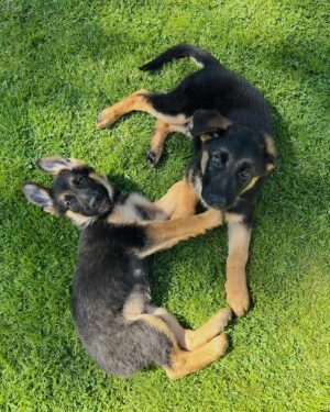 Sofía Suescun Instagram - Seguramente al ver la primera foto lo primero que se te viene a la cabeza es: ‘’qué monos!!!, ayy por favor!!! quiero ese perrito…. Blablabla’’ eso le pasó al perro que veis en la foto 6 y ayer acabó abandonado porque ya ‘no era tan mono’ como de bebé y ya molestaba en casa.
Igual pasa con uno de los hermanos pastores alemanes que veis, ha nacido hermafrodita y no se puede vender como el propietario contaba por tanto lo termina abandonando. 
Esta es la representación de millones de historias en las que cada día cientos de perros son abandonados en nuestro país… 
Ellos han llegado al mundo para darte un amor incondicional y eterno donde no entra en sus planes abandonarte. 
Vamos a aprender un poco de estos seres de luz por favor. Antes de adoptar, piensa y cuando lo hagas, descubrirás en tu corazón un rincón especial que te hará mejor persona.
En el amor, por supuesto que también queda lugar para segundas oportunidades. Dársela a Greco por favor, ayer fue abandonado pero no sabe que en realidad es lo mejor que le ha pasado porque estoy segura de que no merecía a esa familia.
*En la foto 7 y vídeo 8 podéis ver la muñequita con la que le abandonaron para que no se sintiera tan ‘solo’. No queremos nada vuestro gracias 👍 VIDA NUEVA PARA GRECO✨
Ah! Y por supuesto muchísimas gracias a Silvia @happydog_rescates y su labor como rescatista, por personas como tú miles de perros pasan a mejor vida.
Si queréis adoptar, ella os explciará el protocolo.
Mil gracias y feliz Domingo❤️✨🐶🐾