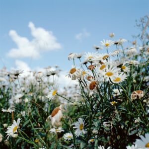 Sofia Coppola Instagram - Happy Spring! From On the Sixth Day by Alessandra Sanguinetti, 2005 @mack_books