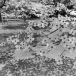 Sofia Coppola Instagram - Tokyo, Japan, 1981 by Lee Friedlander, one of my favorite photographers.