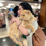 Solange Gomes Instagram - Domingo de passeio no shopping com o meu neto de pelo Eros. A vovó ama. #cats #gato #gatopersa ♥️🫶🏼🐱