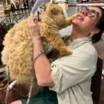 Solange Gomes Instagram - Domingo de passeio no shopping com o meu neto de pelo Eros. A vovó ama. #cats #gato #gatopersa ♥️🫶🏼🐱