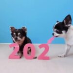 Solange Gomes Instagram - Vem com tudo 2024!!! 🧡🐾