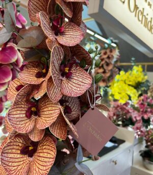 Solange Gomes Instagram - Hoje estive no shopping @villagemall e fui conhecer de pertinho a @maisondelorchidee.br da  maravilhosa jornalista e empresária @claudia_ccruz 

Se vocês assim como eu, são apaixonadas por orquídeas permanentes, essas são especiais, pois todos os arranjos são criados por @claudia_ccruz 

#arquitetura #designerdeinteriores #orquideas