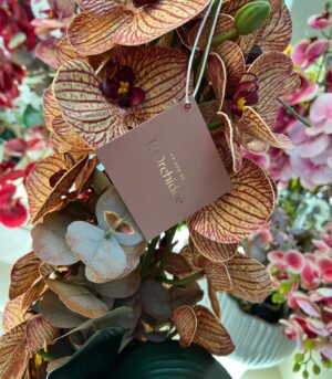 Solange Gomes Instagram - Hoje estive no shopping @villagemall e fui conhecer de pertinho a @maisondelorchidee.br da  maravilhosa jornalista e empresária @claudia_ccruz 

Se vocês assim como eu, são apaixonadas por orquídeas permanentes, essas são especiais, pois todos os arranjos são criados por @claudia_ccruz 

#arquitetura #designerdeinteriores #orquideas