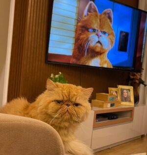 Solange Gomes Instagram - Um astro dos cinemas ao vivo aqui em casa. Autógrafos com a patinha? 🐱🐾 #garfield #NossoEros #persa #cat #gatos #gateira