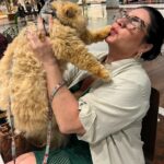 Solange Gomes Instagram - Domingo de passeio no shopping com o meu neto de pelo Eros. A vovó ama. #cats #gato #gatopersa ♥️🫶🏼🐱