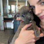 Sonia Ammar Instagram - Go volunteer at your local shelter or rescue! It will be the most rewarding experience of your life, I promise! People don’t realize how bad the shelter crisis (esp in California) 😢 So grateful to @westlasheltervolunteers volunteers for the incredible work they do & @itsyogishouse for rescuing so many dogs from the euthanasia list in overcrowded shelters 🐶🩵🪽 slide 2 - Oden is available to adopt at West LA shelter slide 4 - Sparky is available at West LA shelter slide 6 - Athena is available to adopt at West LA shelter slide 7 - Max is available to adopt at @itsyogishouse