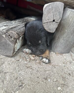 Sophia Thomalla Instagram - Making new friends 🥰🐶🐷🐔