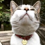 Sophia di Martino Instagram - Today we said goodbye to the greediest, most stubborn, most incredibly cuddly cat I’ve ever met. We are heartbroken and will miss you very much, Dora. Sunbathe in peace little chunk. We love you. ♥️