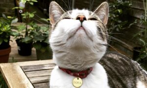 Sophia di Martino Instagram - Today we said goodbye to the greediest, most stubborn, most incredibly cuddly cat I’ve ever met. We are heartbroken and will miss you very much, Dora. Sunbathe in peace little chunk. We love you. ♥️