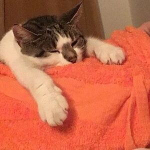 Sophia di Martino Instagram - Today we said goodbye to the greediest, most stubborn, most incredibly cuddly cat I’ve ever met. We are heartbroken and will miss you very much, Dora. Sunbathe in peace little chunk. We love you. ♥️